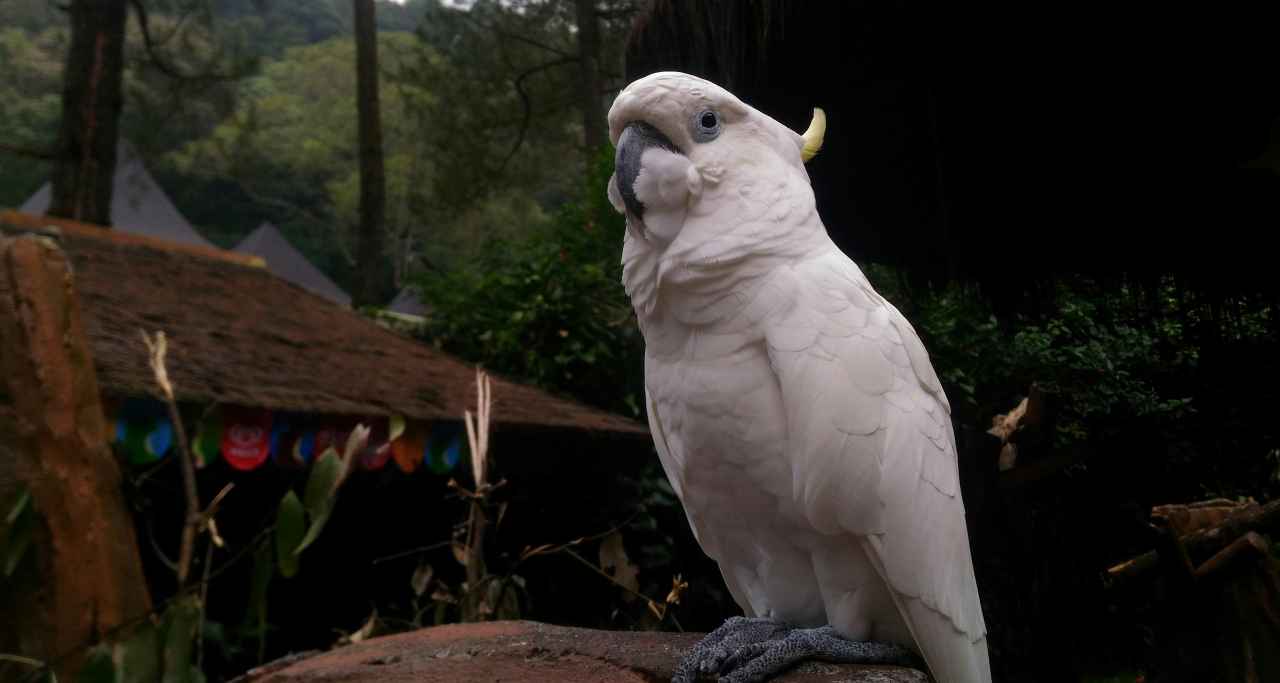 taman safari di ikn