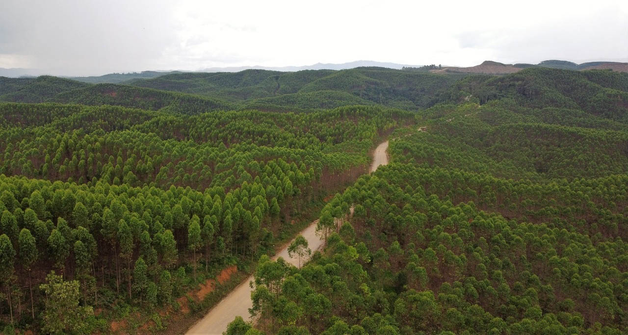 hutan minyak atsiri ikn